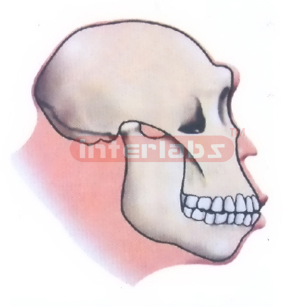 AUSTRALOPITHECUS AFRICANUS